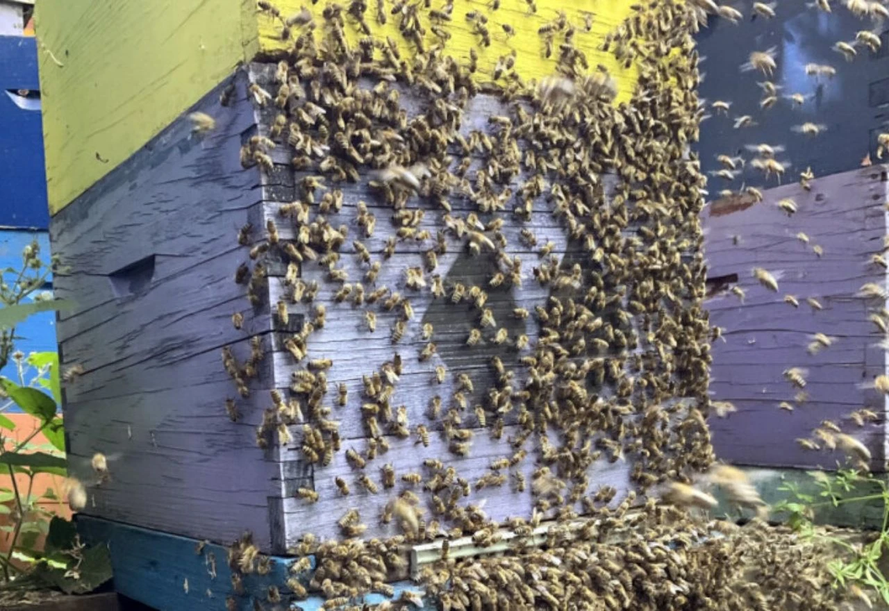 Zašto pčele vole stare košnice? Što one znaju, a mi ne?