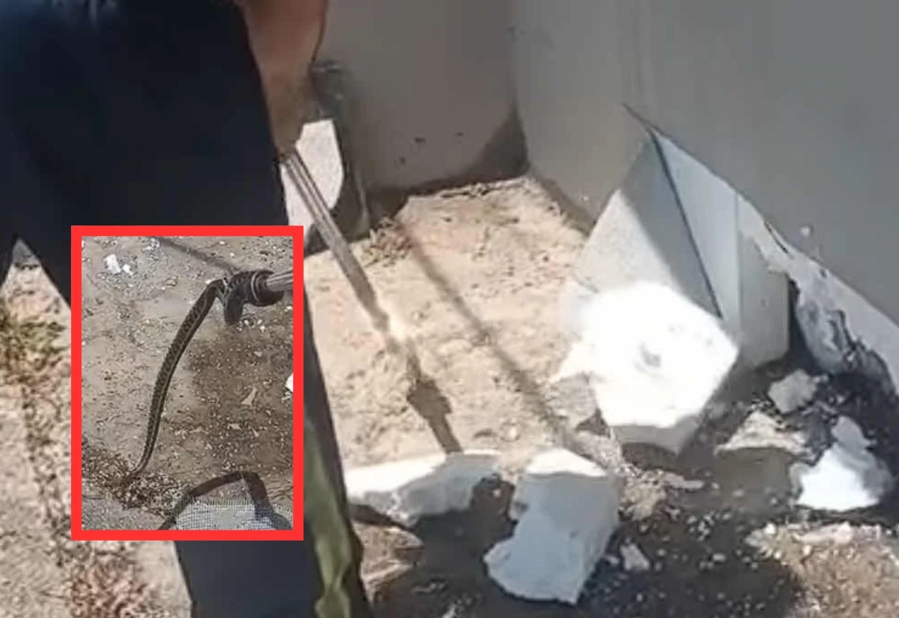 VIDEO | Pronađene četiri zmije u fasadi obiteljske kuće u Čapljini