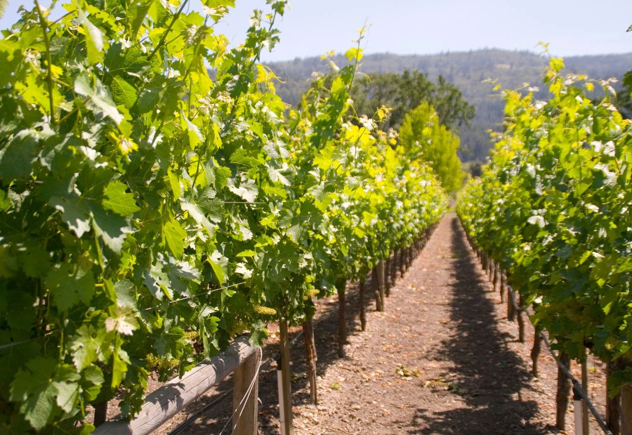 Vinogradari, oprez: Vrijeme je za zaštitu vinove loze od pepelnice i sive plijesni