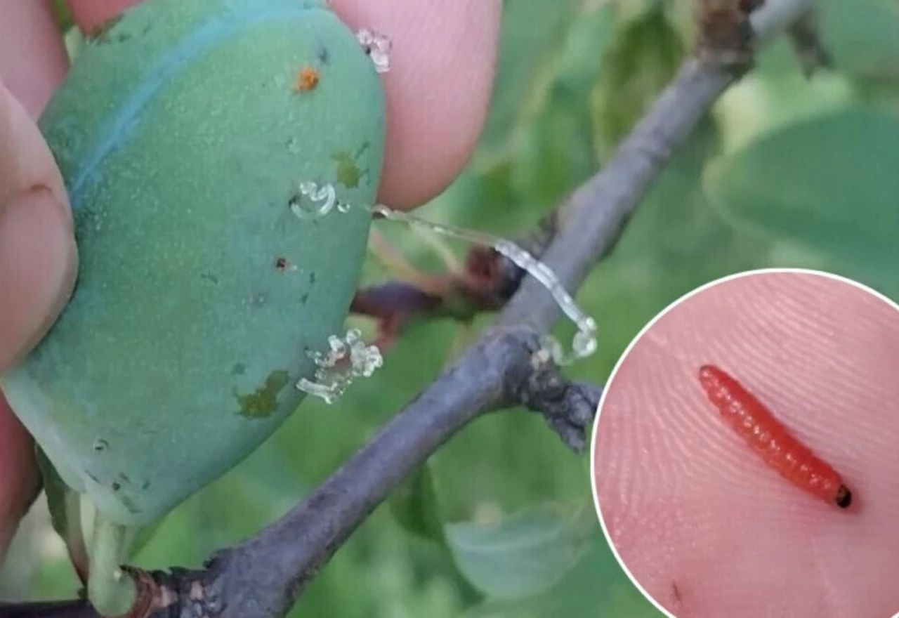 Prepoznajte znakove napada šljivinog savijača i reagirajte na vrijeme