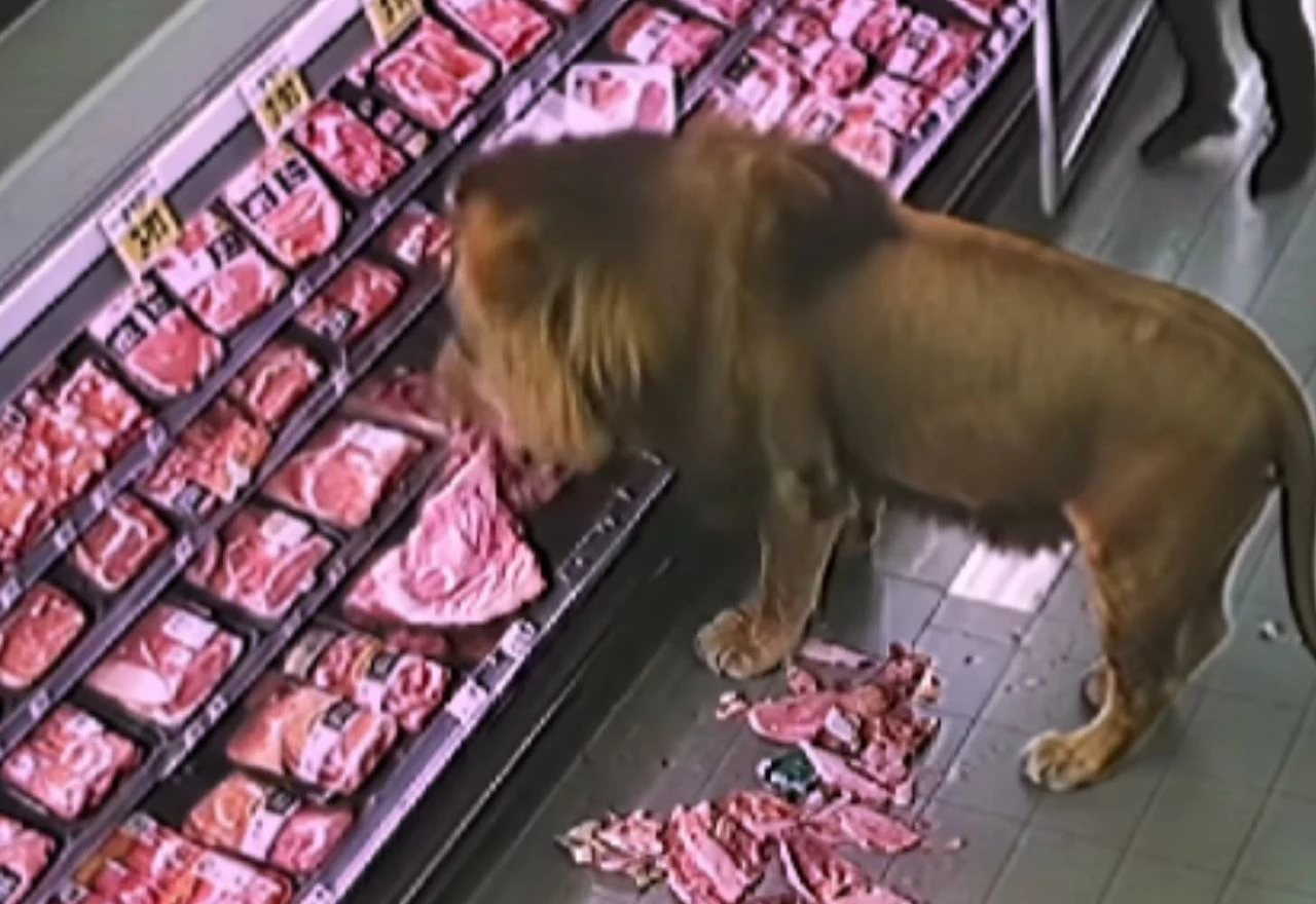 VIDEO | Lav ušetao u supermarket i tražio meso