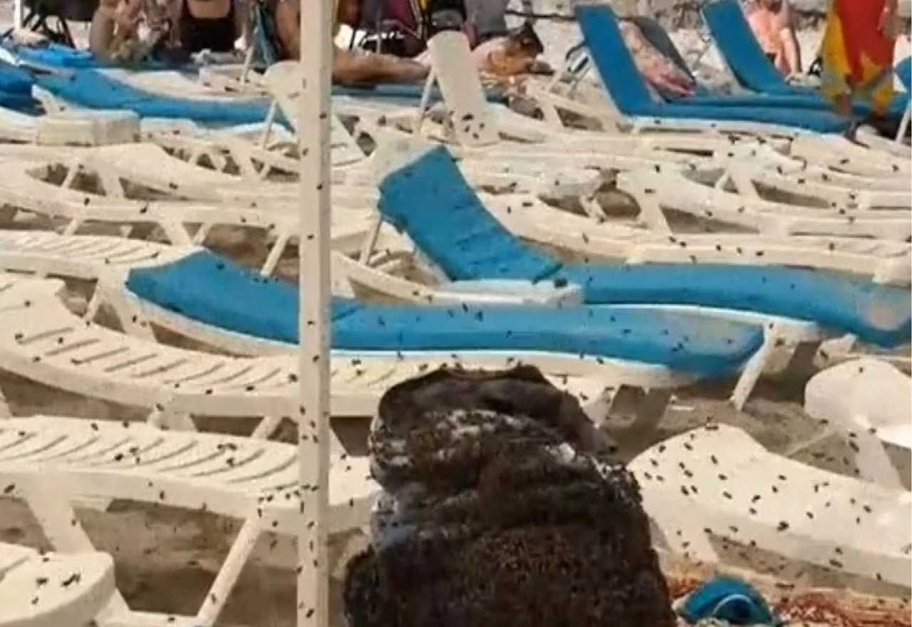 VIDEO | Neobičan incident na plaži: Obitelj zatekla torbu prepunu pčela