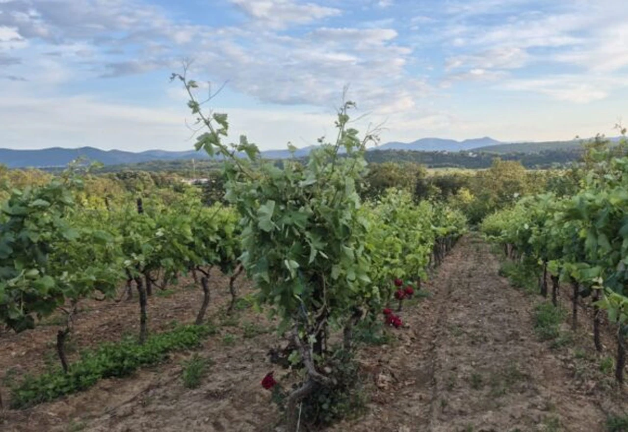 Zaštita vinograda od plamenjače: Preporučeni fungicidi za sprječavanje infekcije