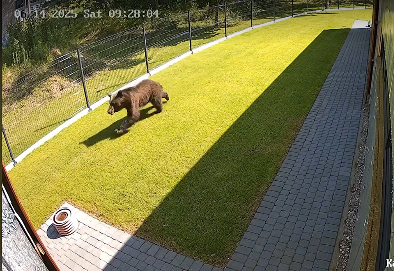 VIDEO | Medvjedica šetala glavnim gradom Litve: Lovci odbili naredbu da je ubiju