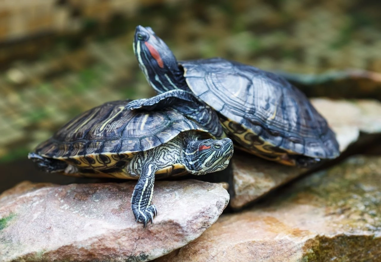 Predator iz akvarija stigao u deltu Neretve: Tamani sve pred sobom