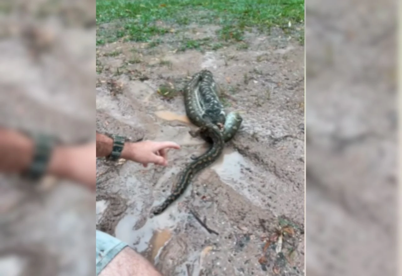 VIDEO: Evo kako izgleda zmija nakon što proguta svoj plijen
