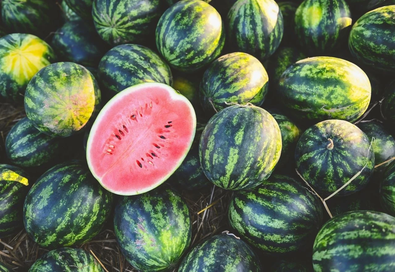 Kucanje je opravdano: 6 savjeta kako izabrati najslađu lubenicu