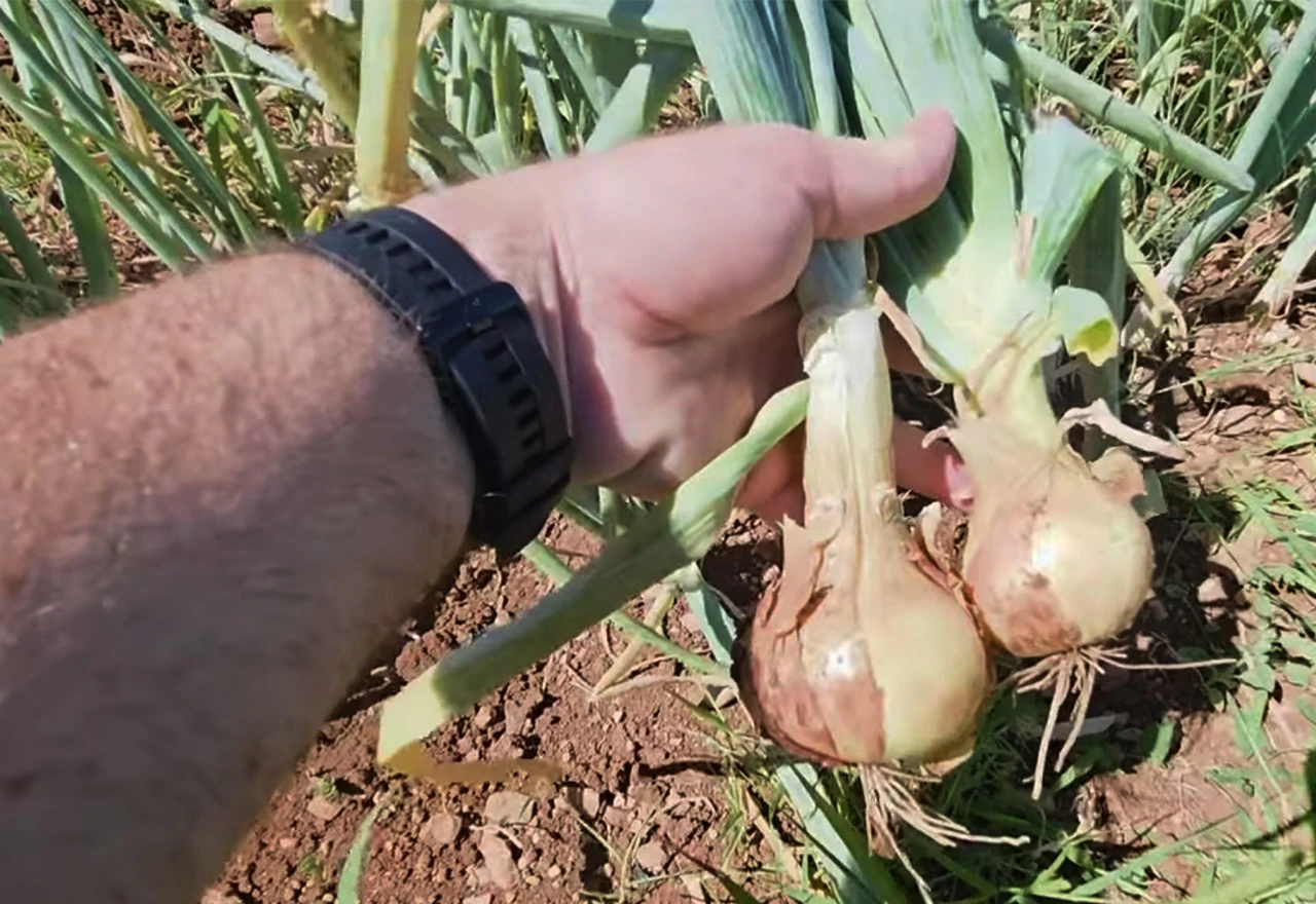 VIDEO | Vrtni trik za bajkovit luk: Recept koji mijenja sve