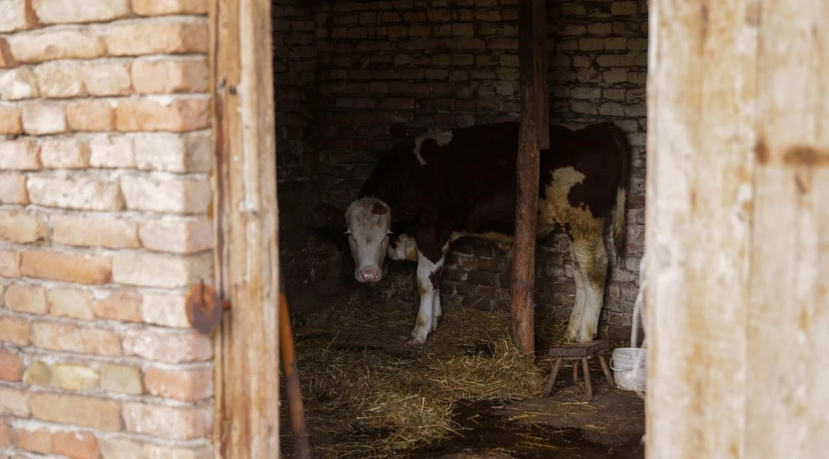 Potvrđena bolest kvrgave kože kod goveda