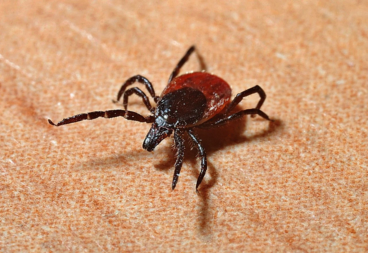 Rijetki virus u Europi: Muškarac preminuo, više osoba u karanteni