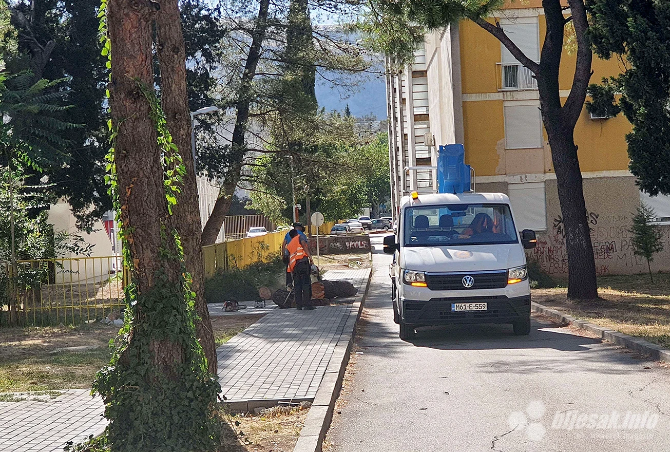 Pilanje stabla na nedovršenom pločniku