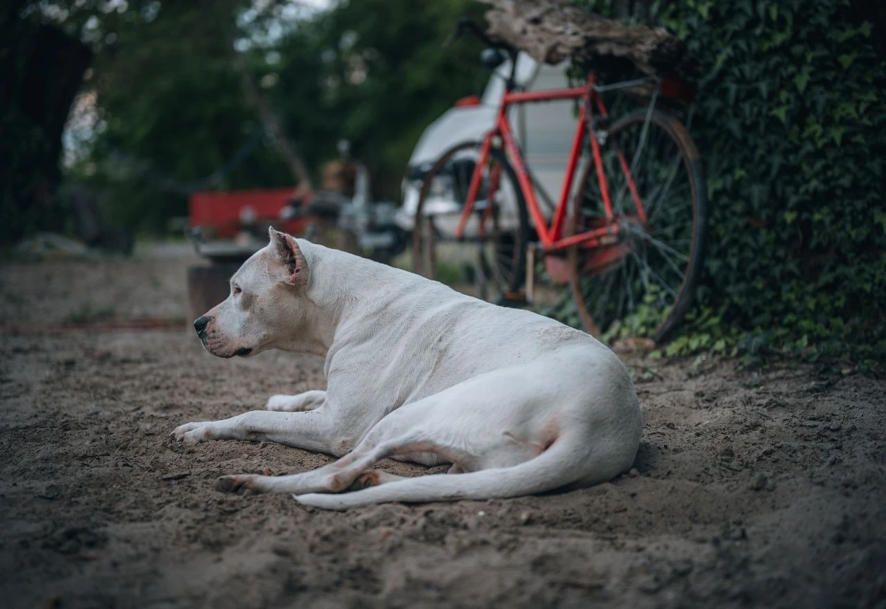 Smrt pasa u Ljubuškom: Podignuta optužnica protiv veterinara
