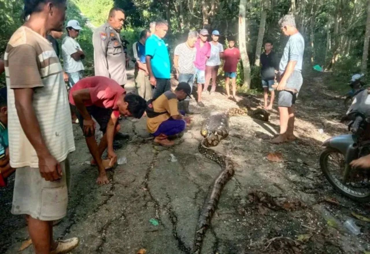 Piton dug 8,5 metara progutao muškarca u Indoneziji