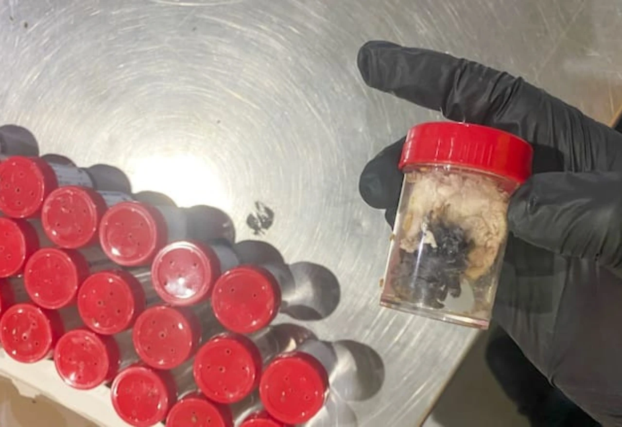 1.500 tarantula pronađeno u kutijama čokoladnog biskvita