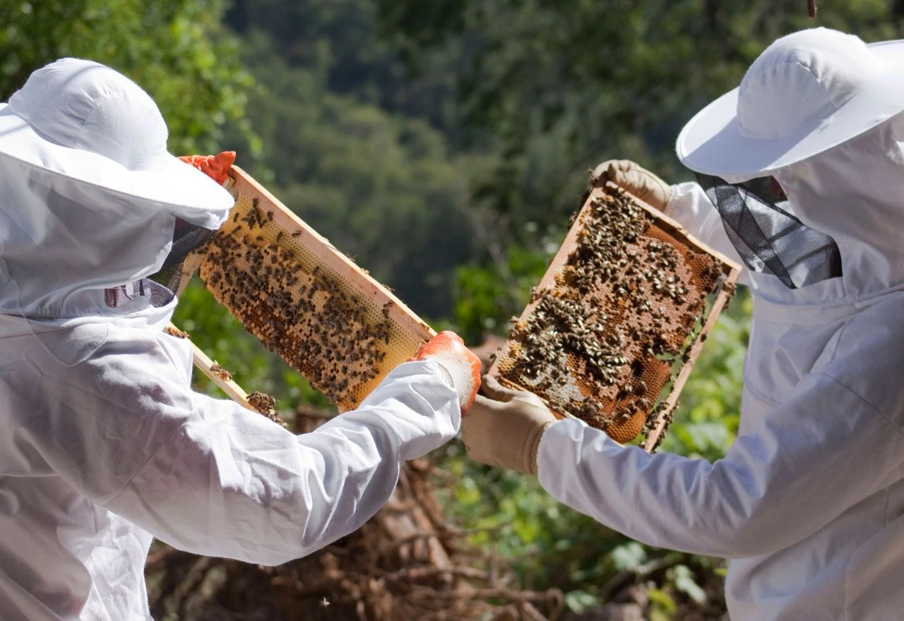 Francuska: Milijun potpisa protiv povratka pesticida ''ubojice pčela''