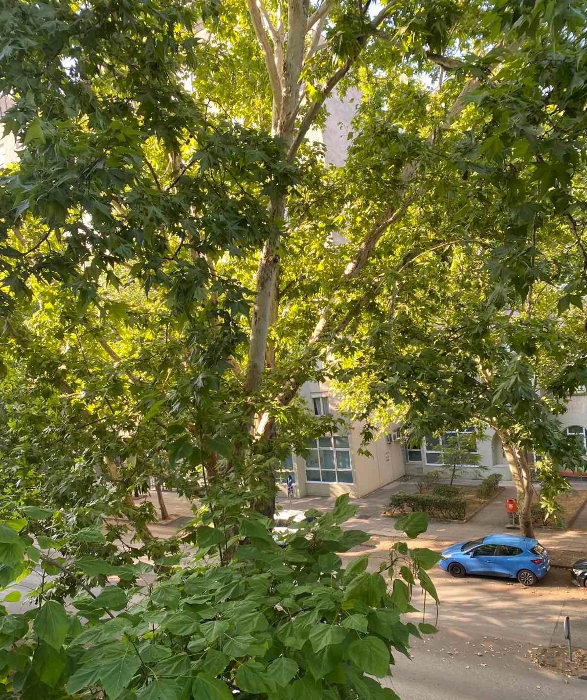 Apel stanara Splitske ulice: Nemojte da suhe grane dočekaju idući vjetar