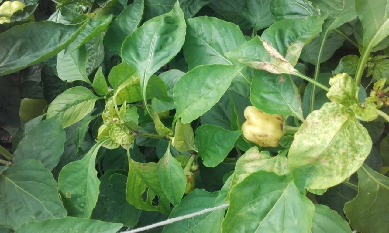 Teška godina za uzgoj paprika: Kriv je jedan insekt