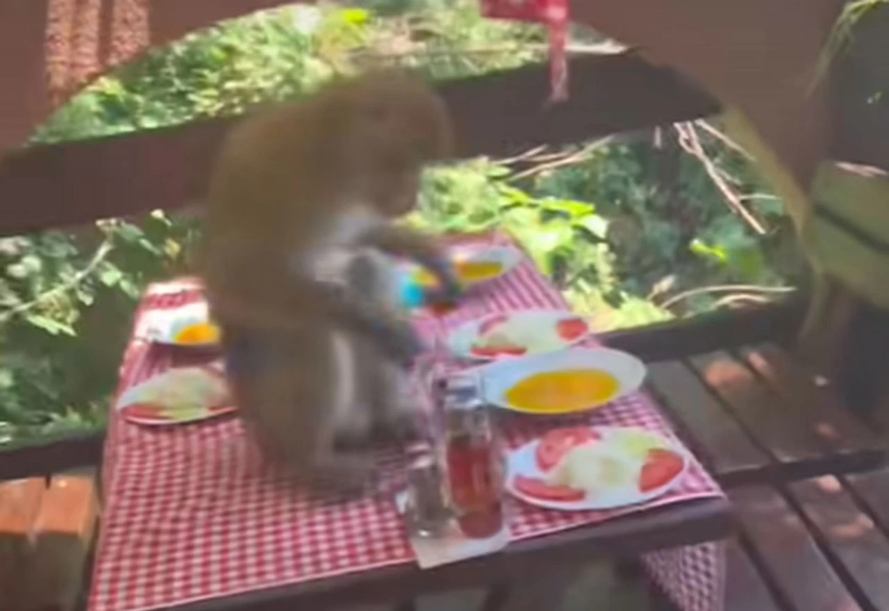 VIDEO | Majmun prekinuo ručak turistima u Sutomoru