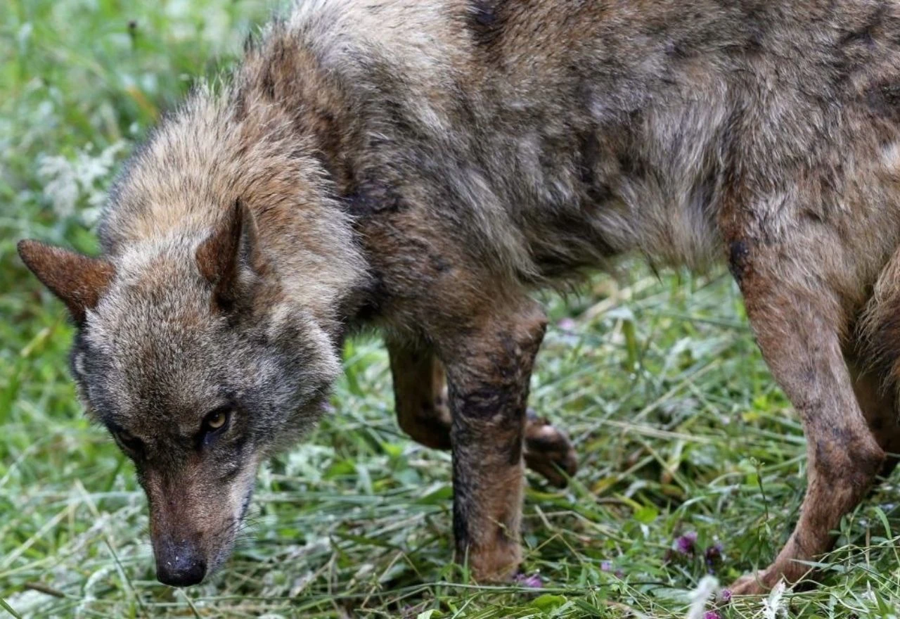 Vuk napao dijete, vlasti pozvale građane da izbjegavaju šume