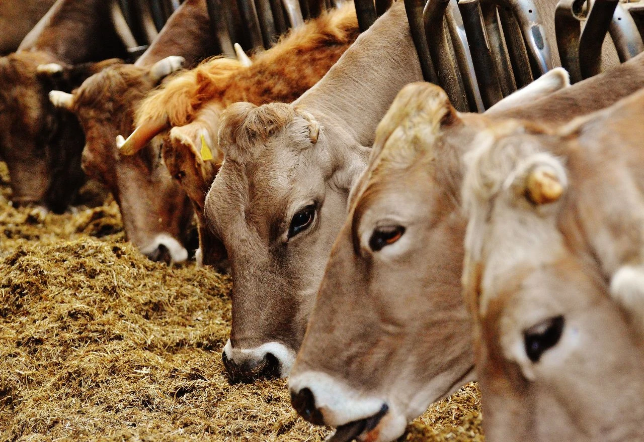 Širi se epidemija bedrenice u Hrvatskoj: Potvrđena zaraza kod više od 60 životinja