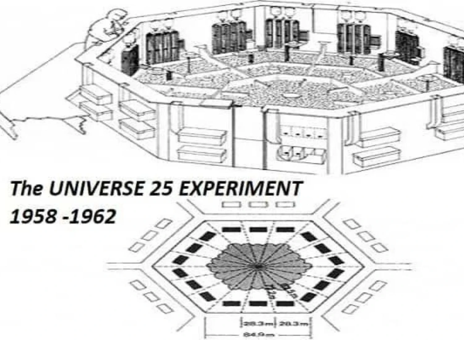 "Universe 25": Eksperiment koji nam pokazuje posljedice pretrpanih društava