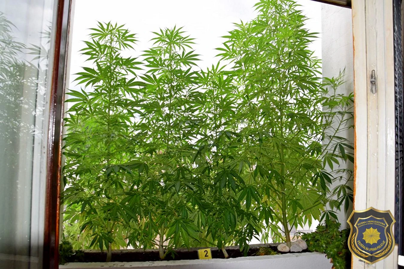 Opojna droga Cannabis sativa