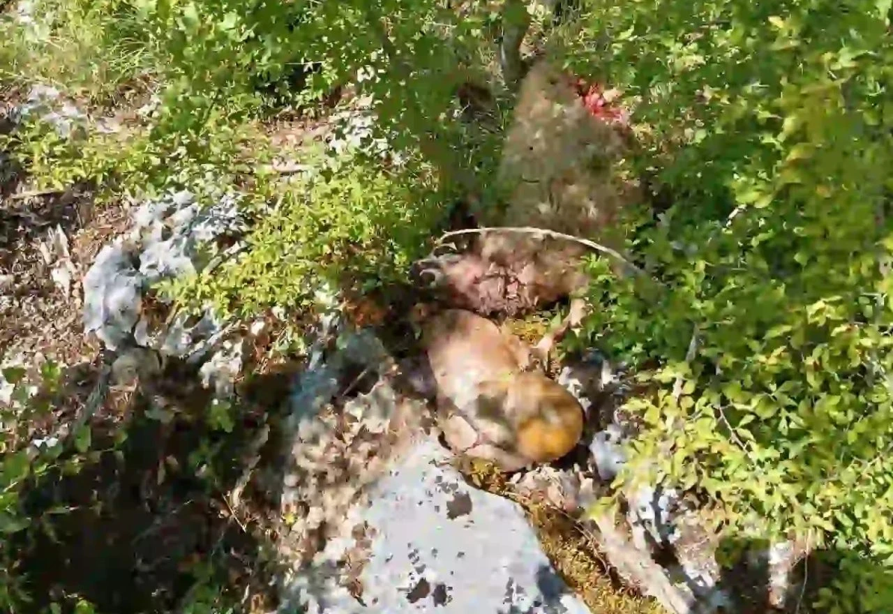 Mještani Bileće u strahu zbog medvjeda: Ubijaju stoku, otkopavaju grobove