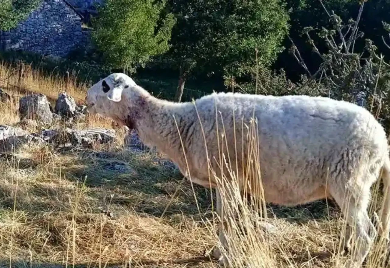 Medvjedi ubijaju stoku u Bileći
