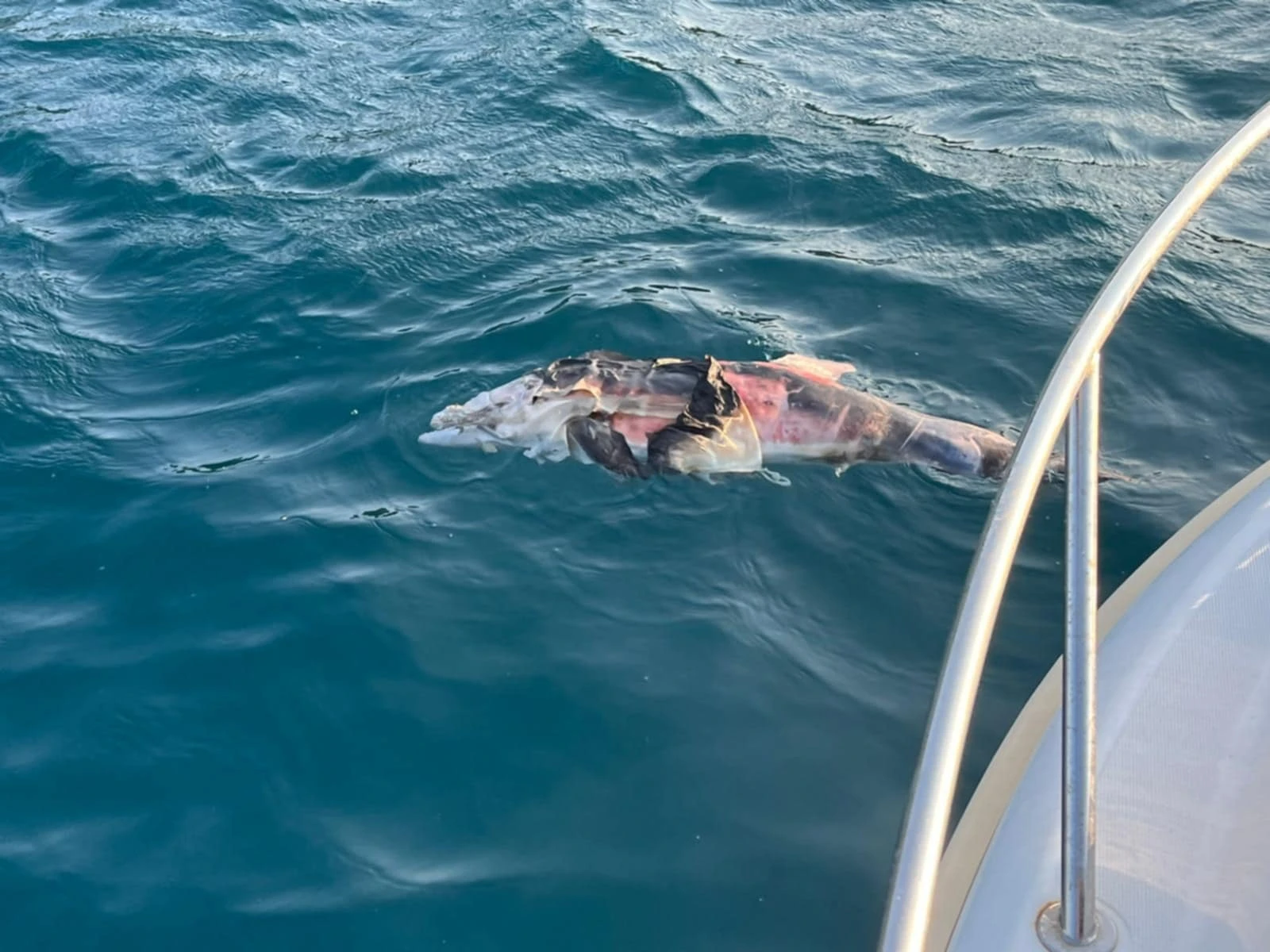 Neum: Snimljen uginuli dupin