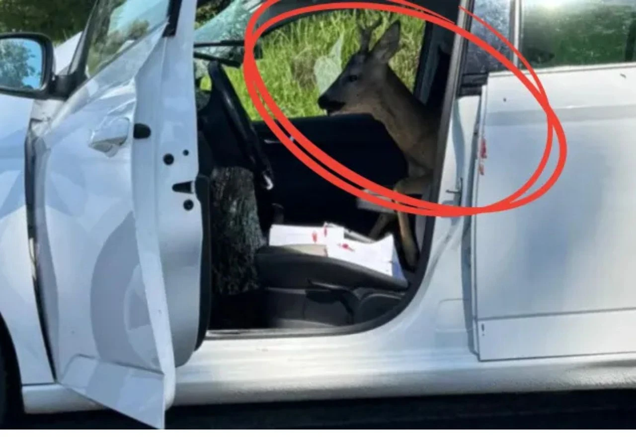 FOTO: Srndać probio staklo auta i završio na suvozačkom mjestu