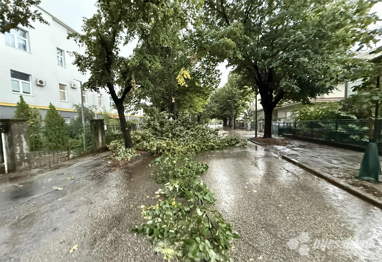 Palo drvo u Šantićevoj ulici