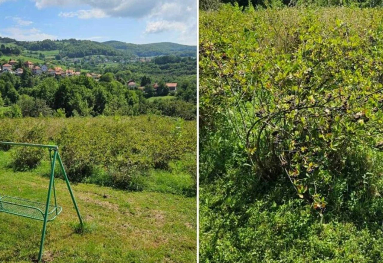 "Neka narod dođe i bere" – građani pozvani na besplatnu berbu aronije