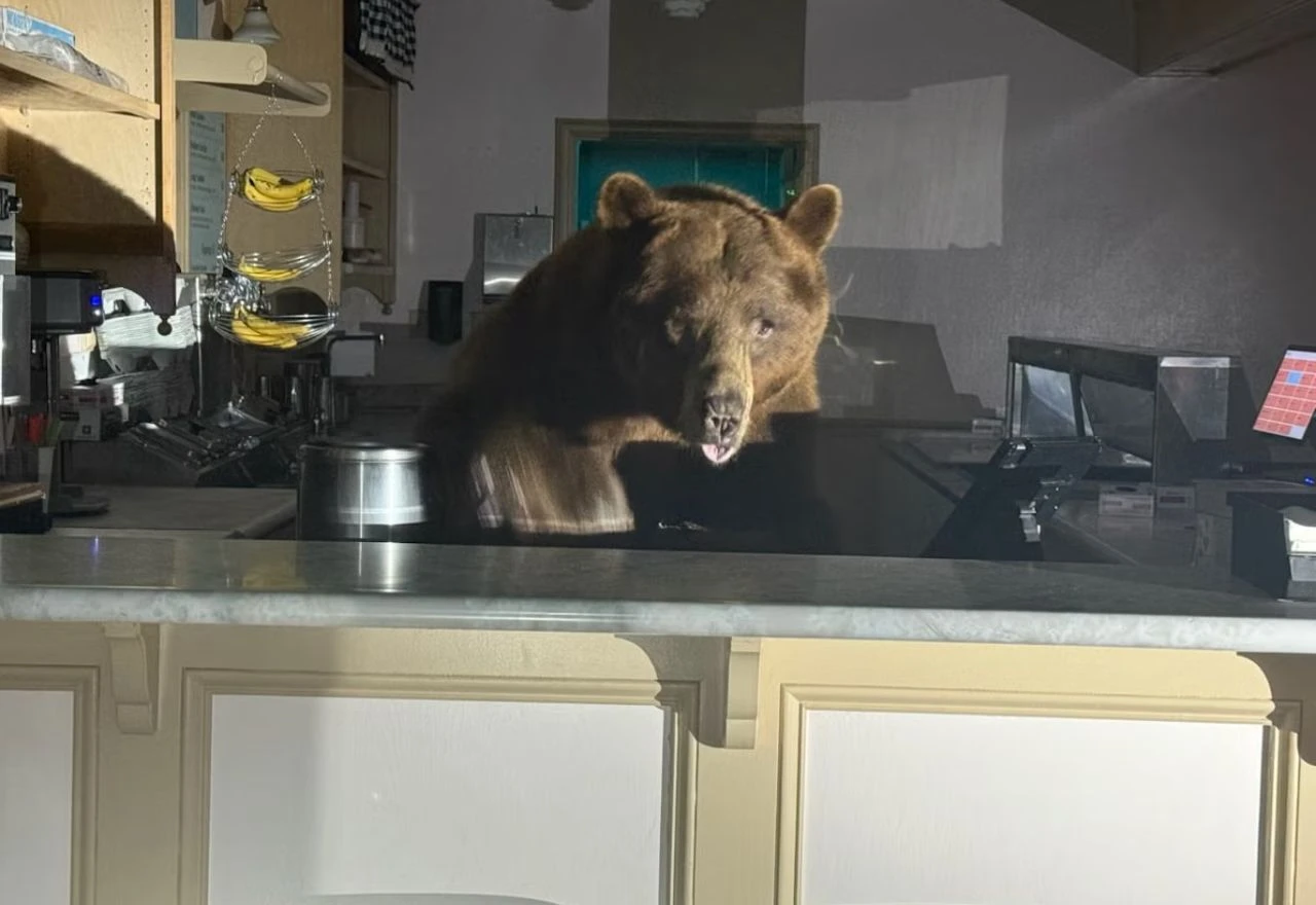Jedna ili dvije kuglice? Medo se iza pulta bacio na sladoled od jagode