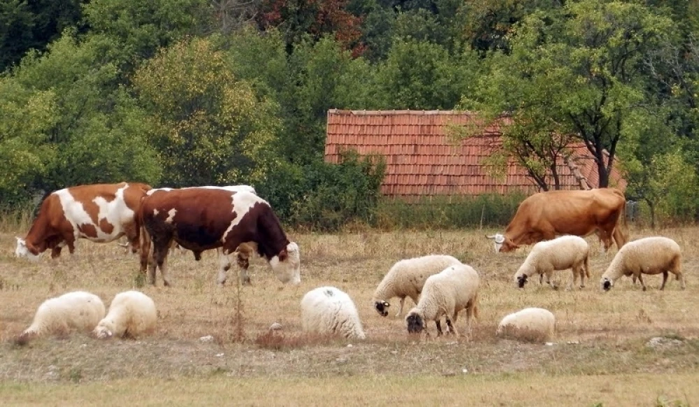Ogromna razlika između uvoza i izvoza mesa u BiH