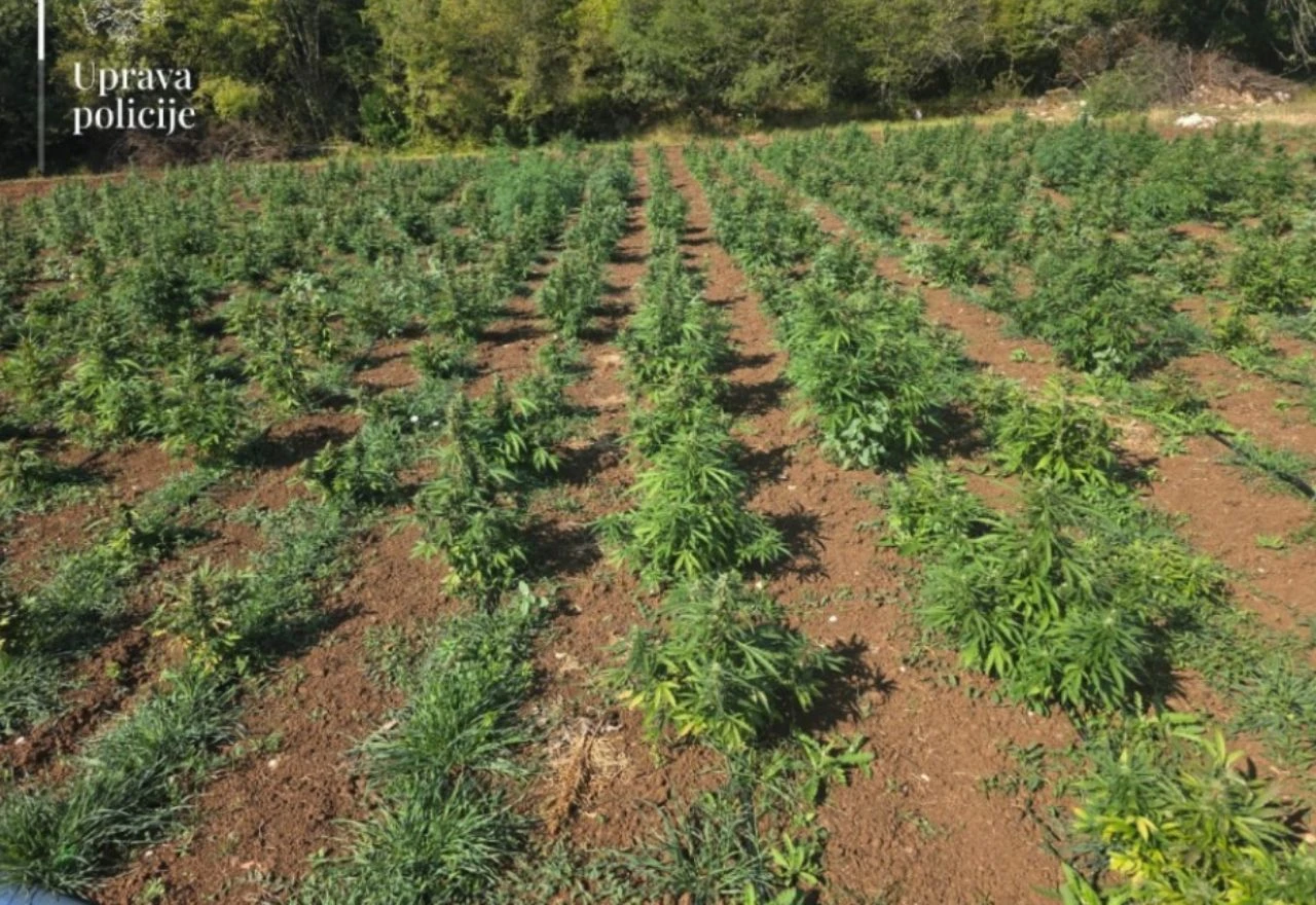 Crna Gora: Otkrivena najveća plantaža marihuane, uhićene dvije osobe