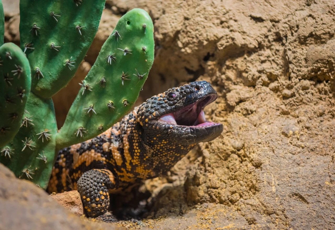 Otrovni gušter krije lijek: Kako Gila monster pomaže kod dijabetesa i pretilosti