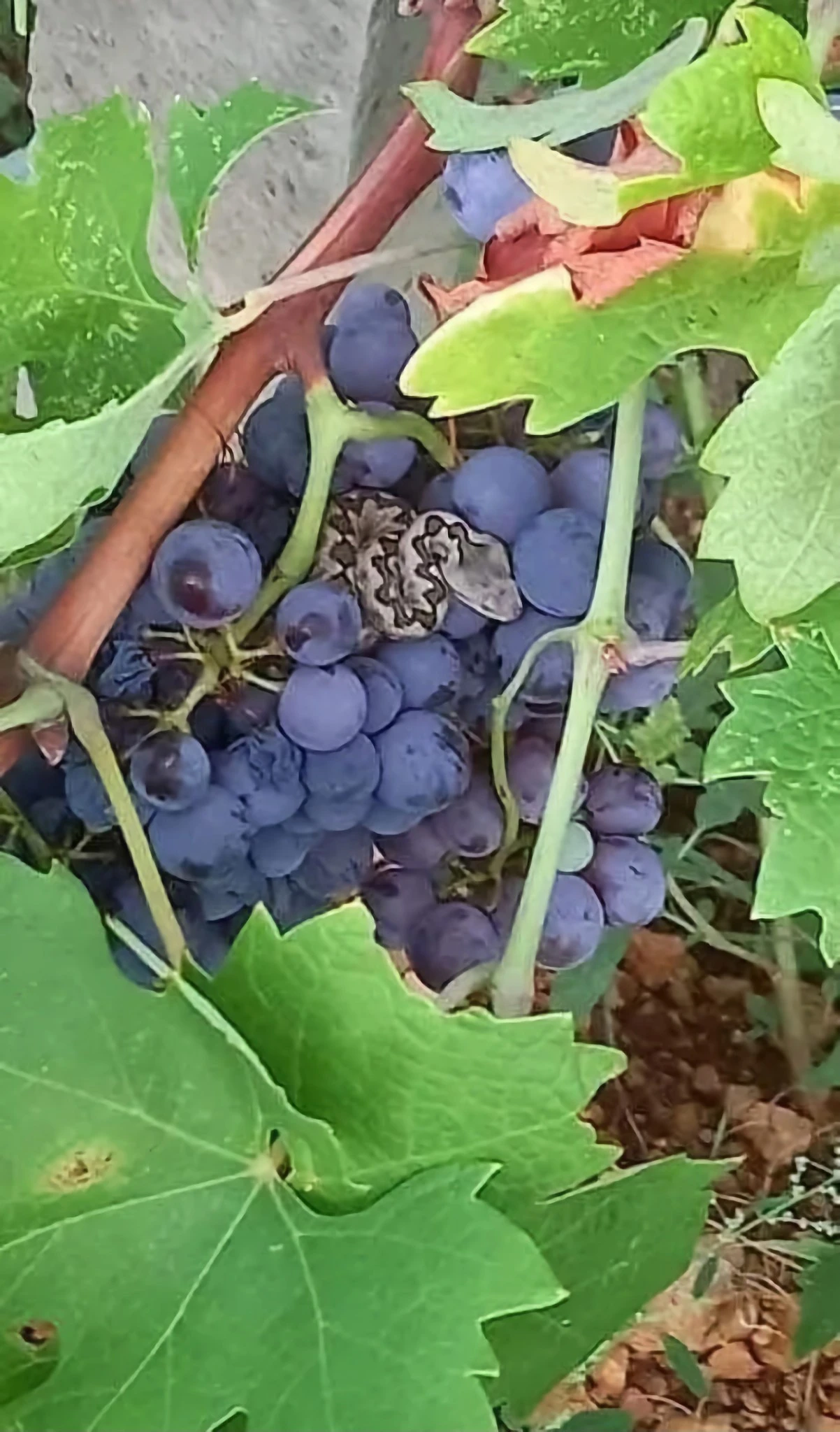 Berači oprez: Poskok na grožđu u Međugorju