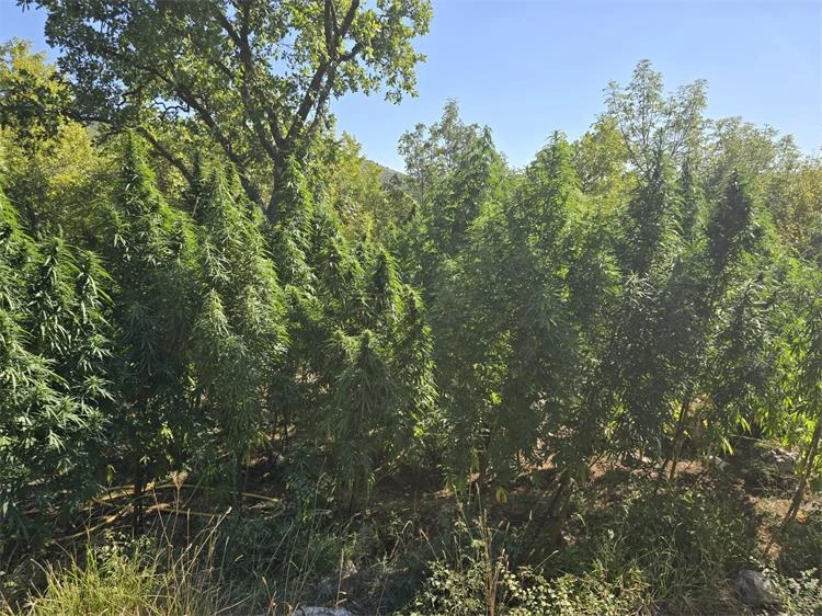 Policija u Makarskoj zaplijenila 1,6 kg kokaina, u Zagori otkrivena plantaža marihuane