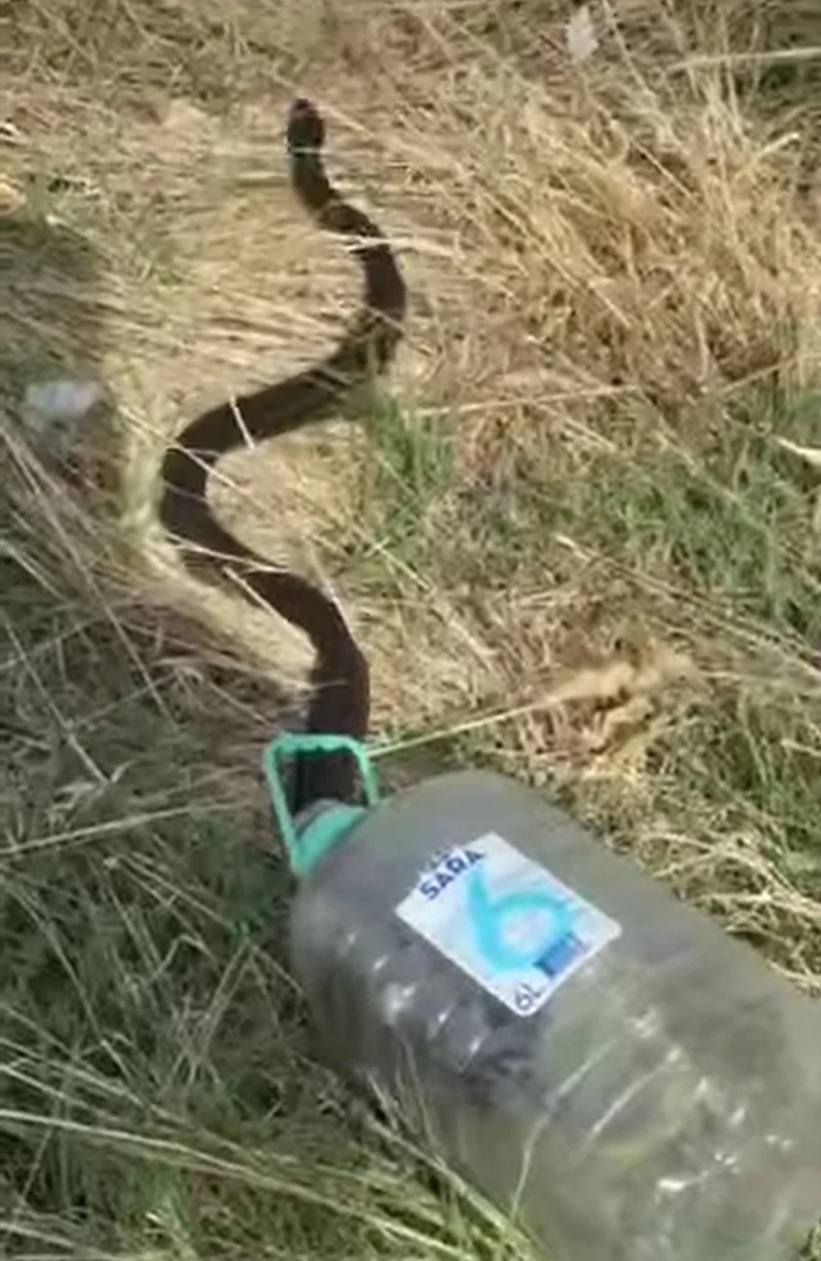Vatrogasci uklanjali zmiju iz ostave u Blagaju