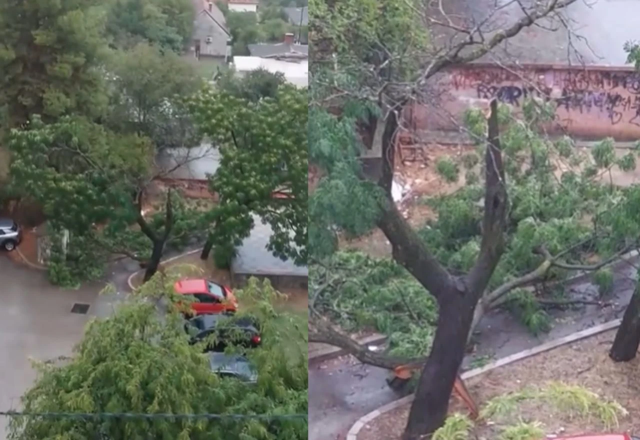 VIDEO | Grom udario u stablo na Tekiji u Mostaru