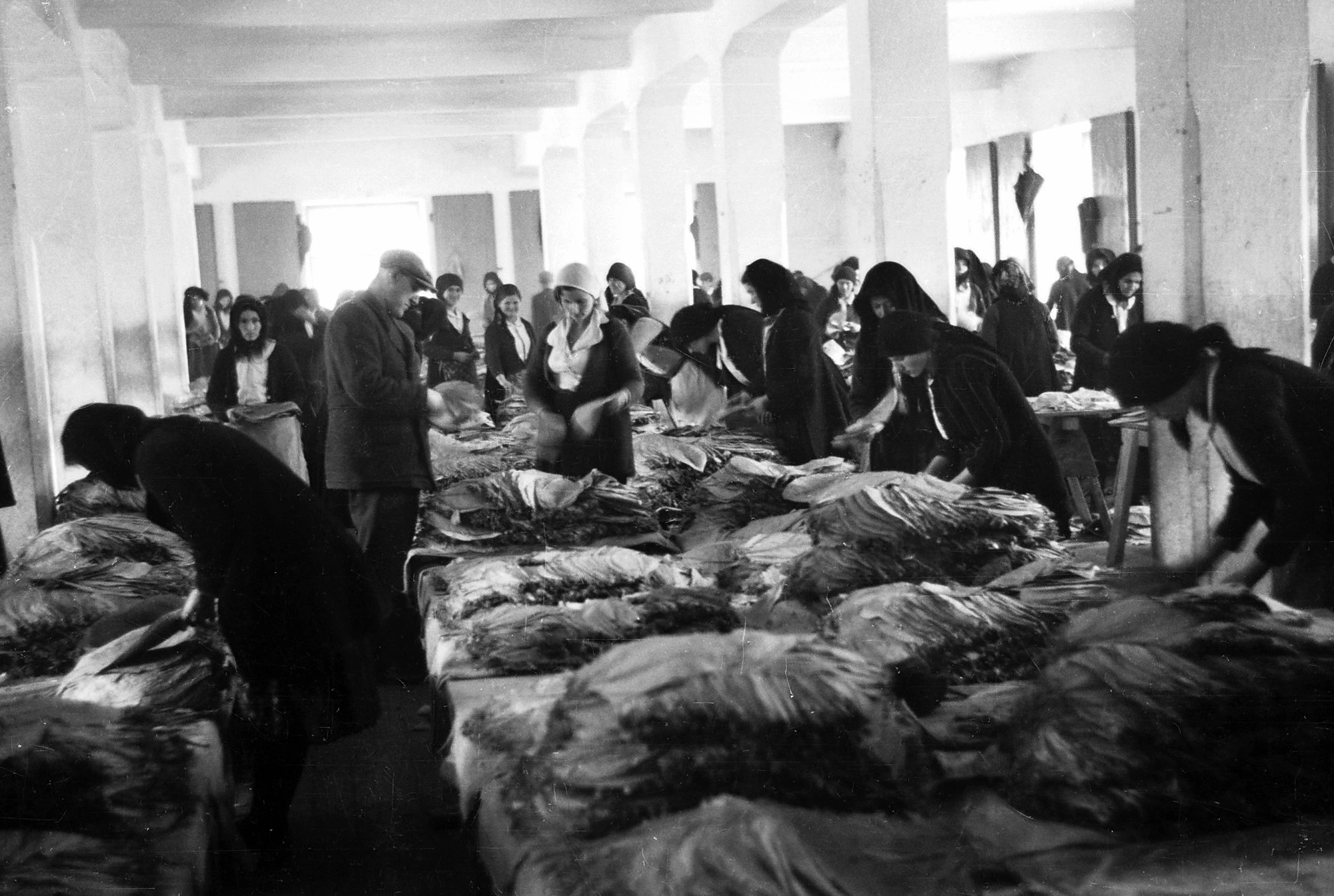 Kako je izgledala proizvodnja duhana u Hercegovini 1942. godine?