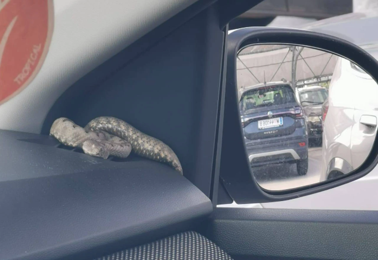 Poskok pronađen u automobilu u Umagu