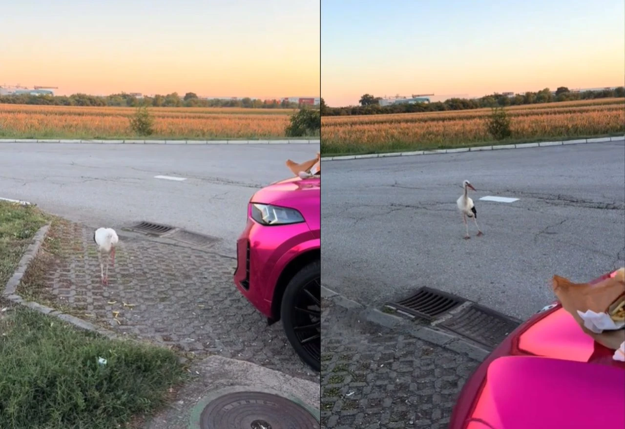 VIDEO | Viralno: Srpska TikTokerica snimila rodu koja jede pomfrit pored luksuznog BMW-a