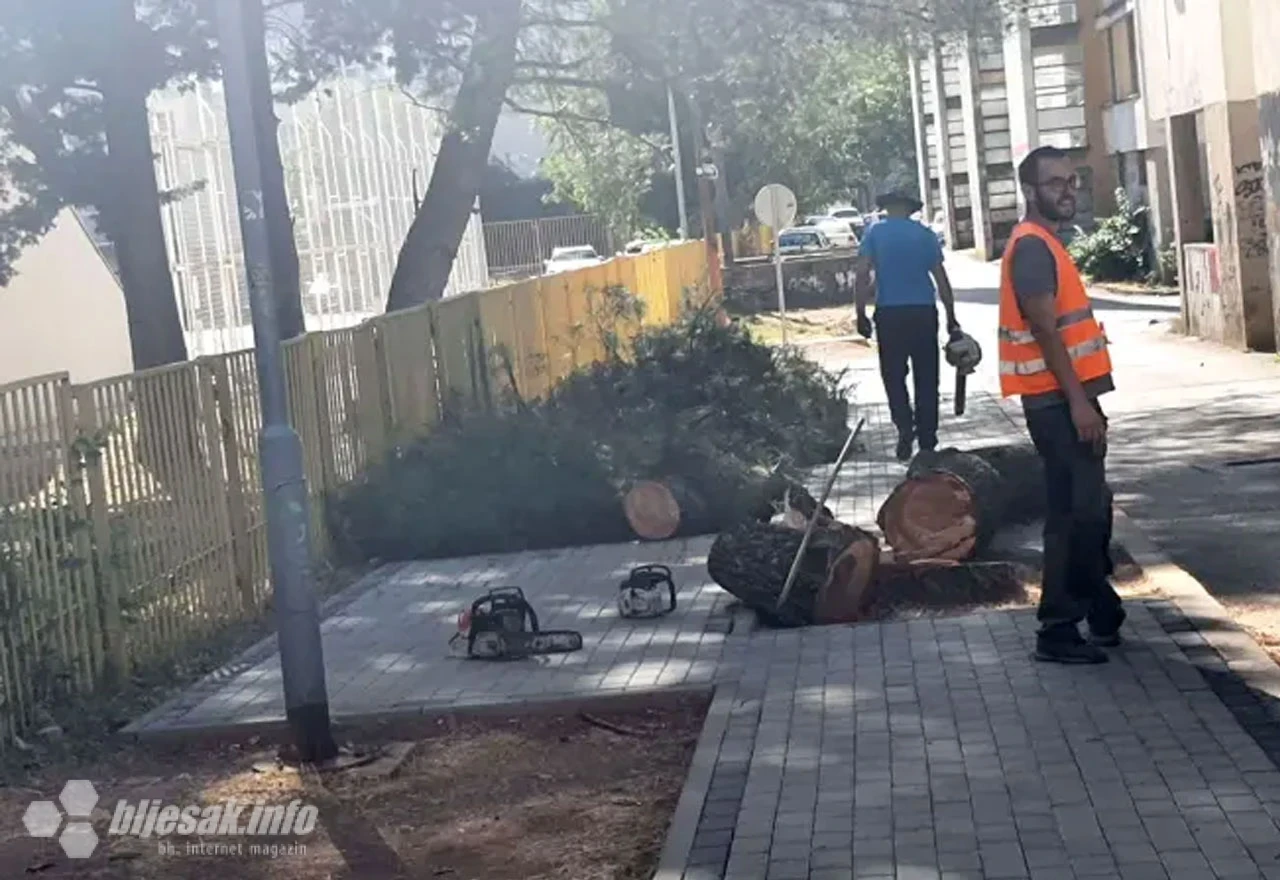 Mostar je drvosječarski grad, pogotovo kad su mladice ili zdrava stabla u pitanju