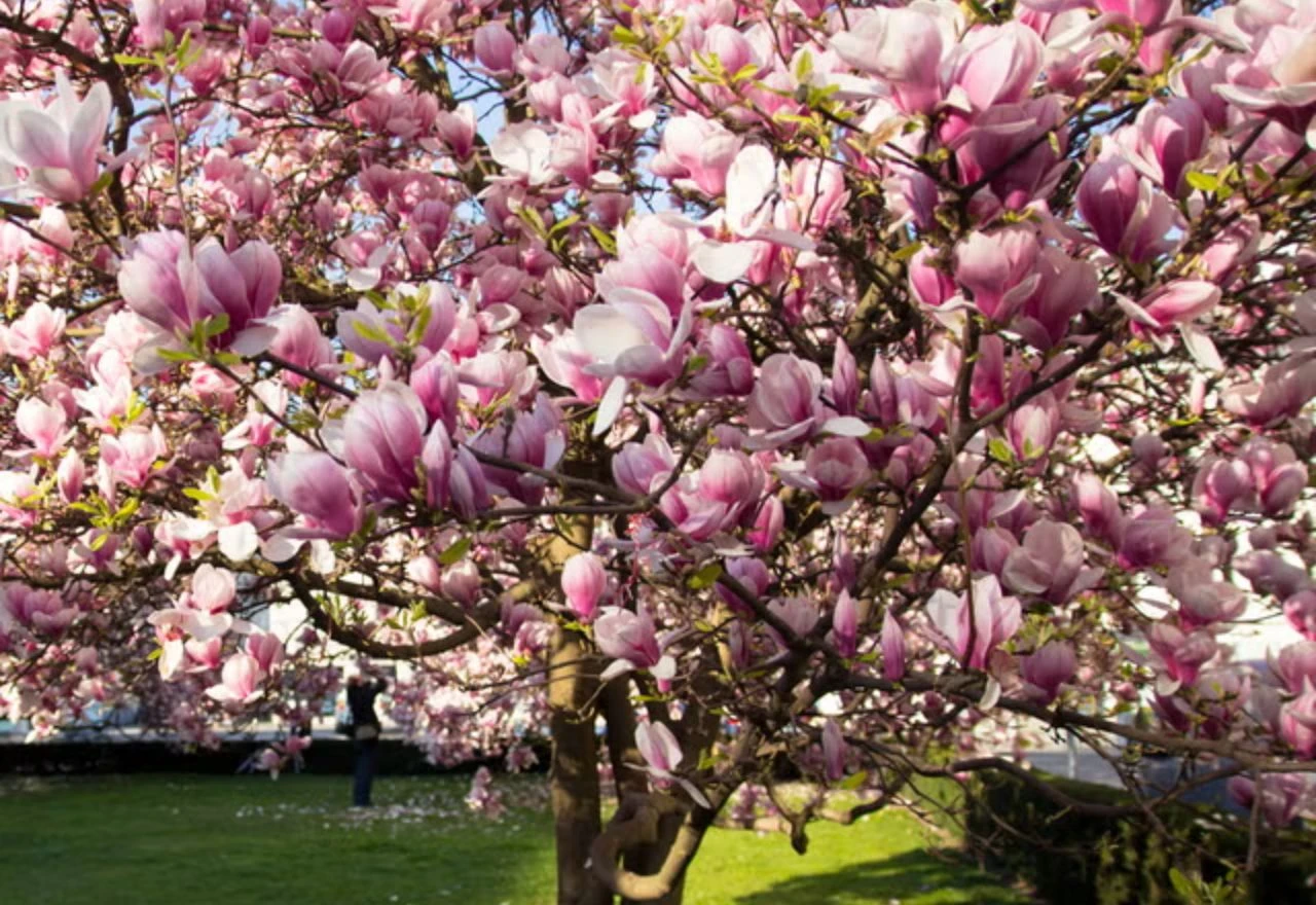 Magnolija