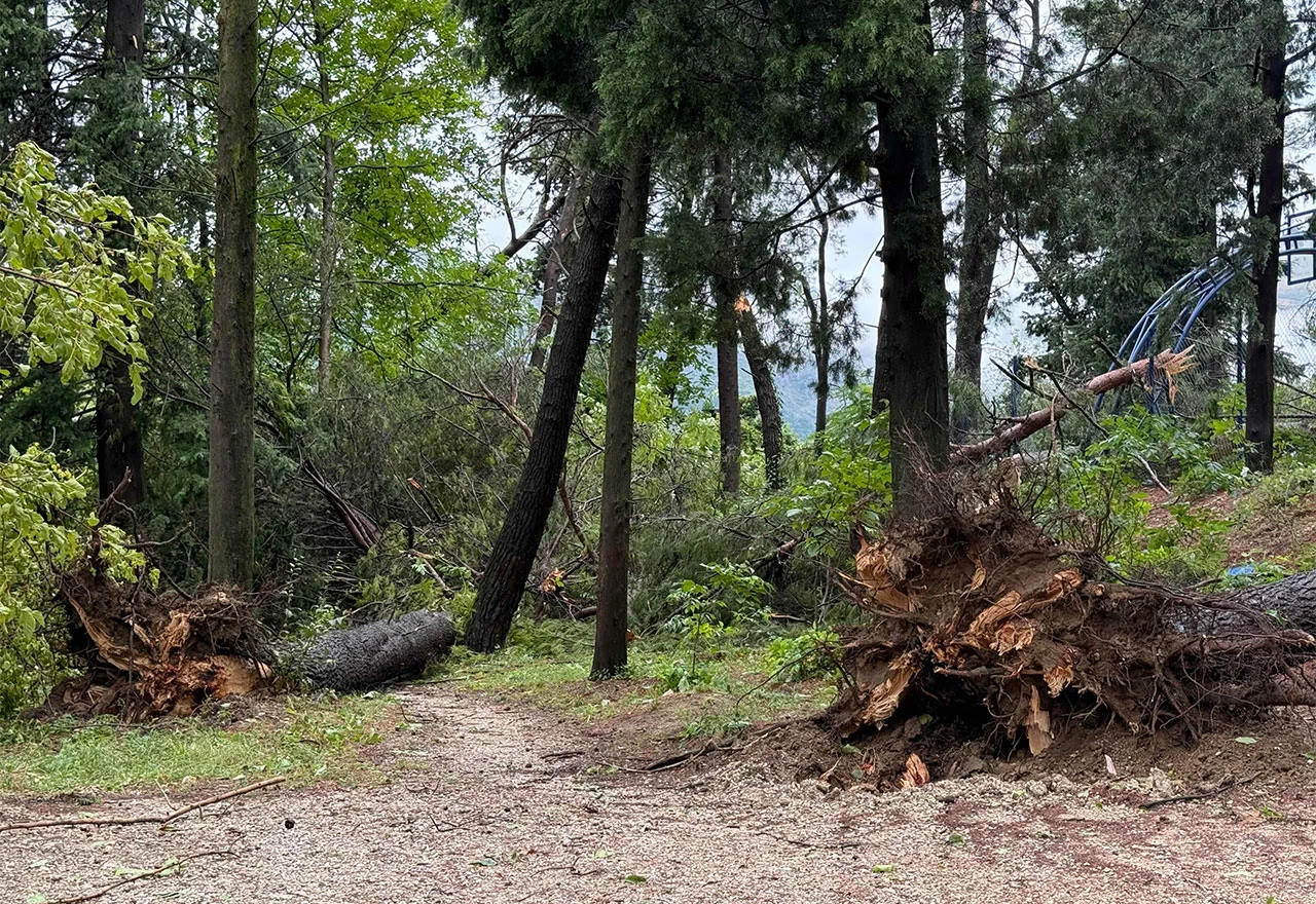 VIDEO/FOTO | Na Trimuši iščupana stabla tijekom oluje