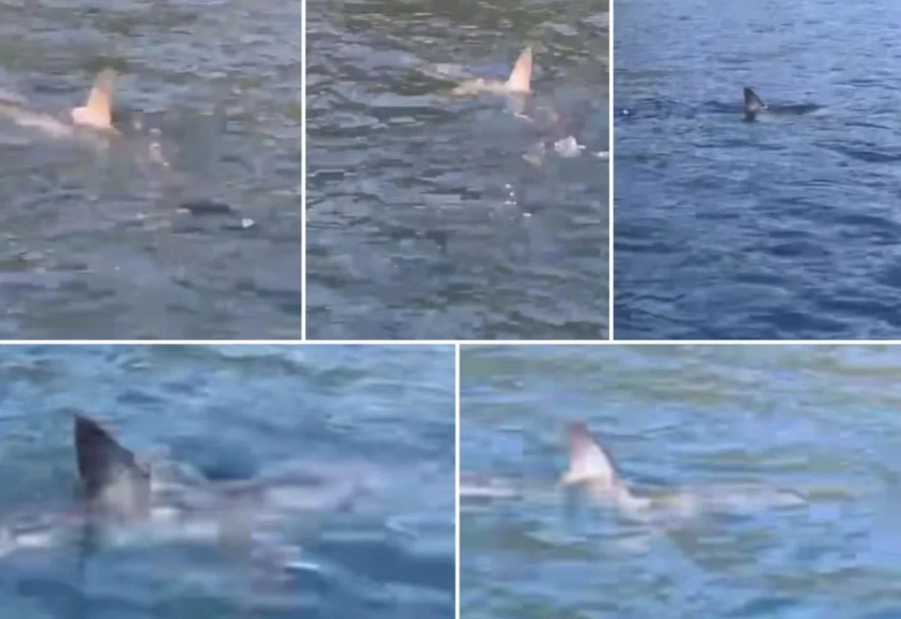 VIDEO: Morski pas viđen kod Dubrovnika