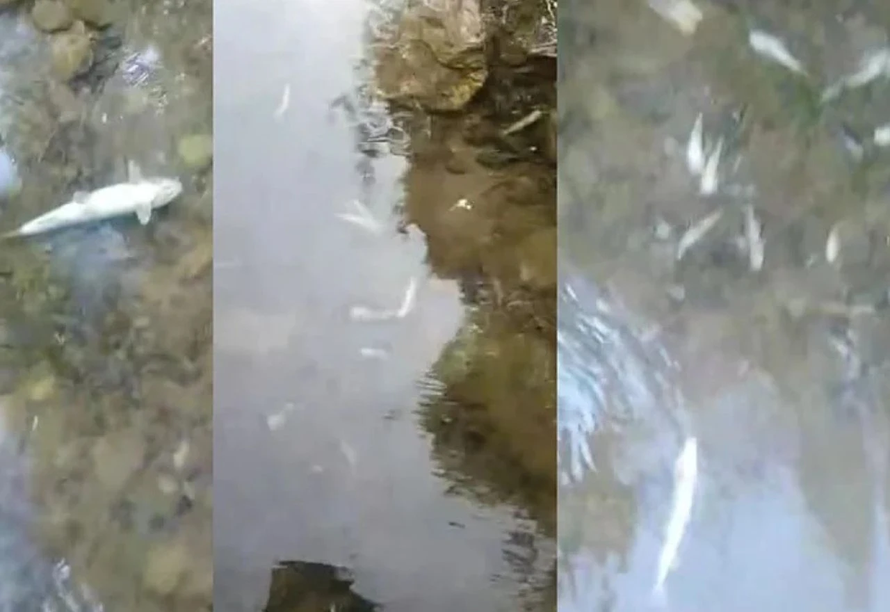 VIDEO | Ekološka katastrofa na Neretvi: Masovni pomor ribe