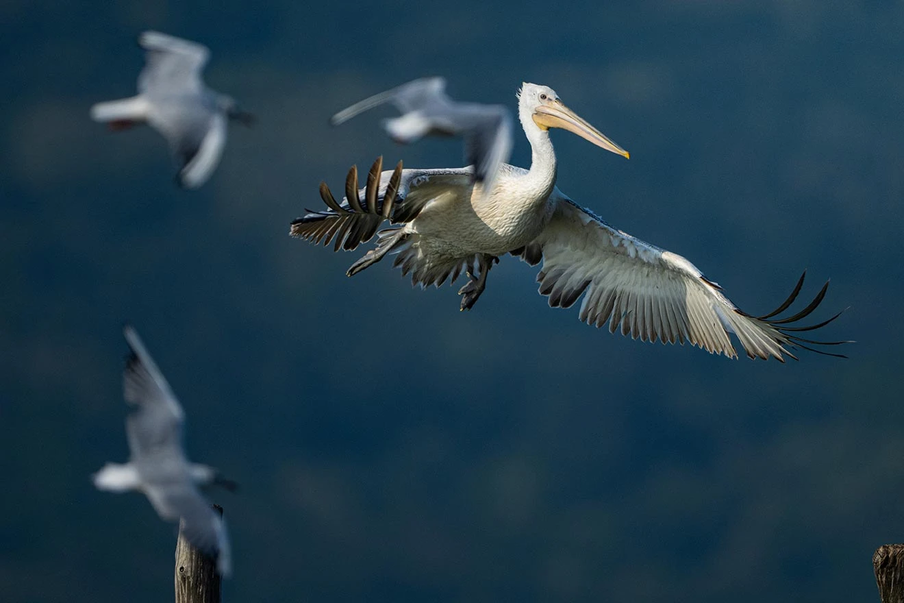 Pelecanus crispus