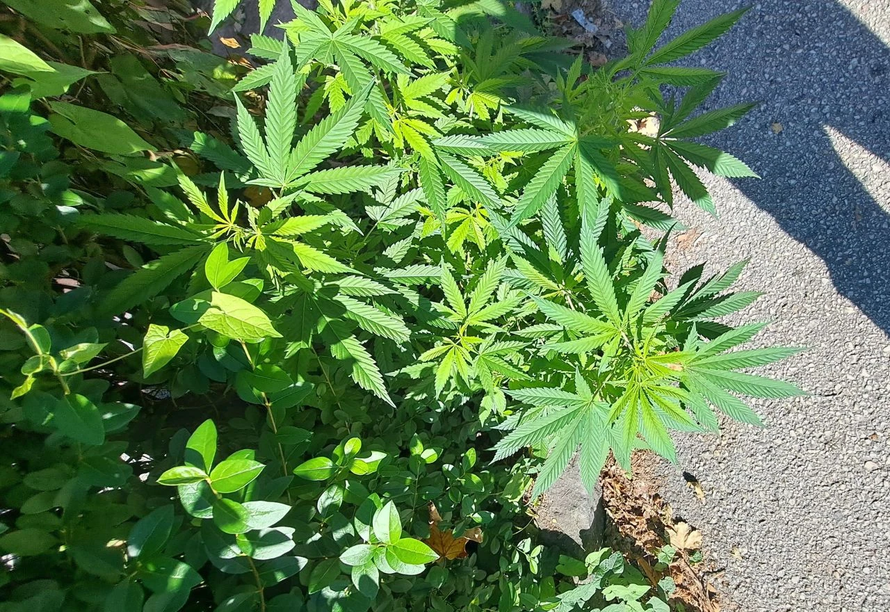 Prizor nasmijao prolaznike: Marihuana nikla uz nogostup